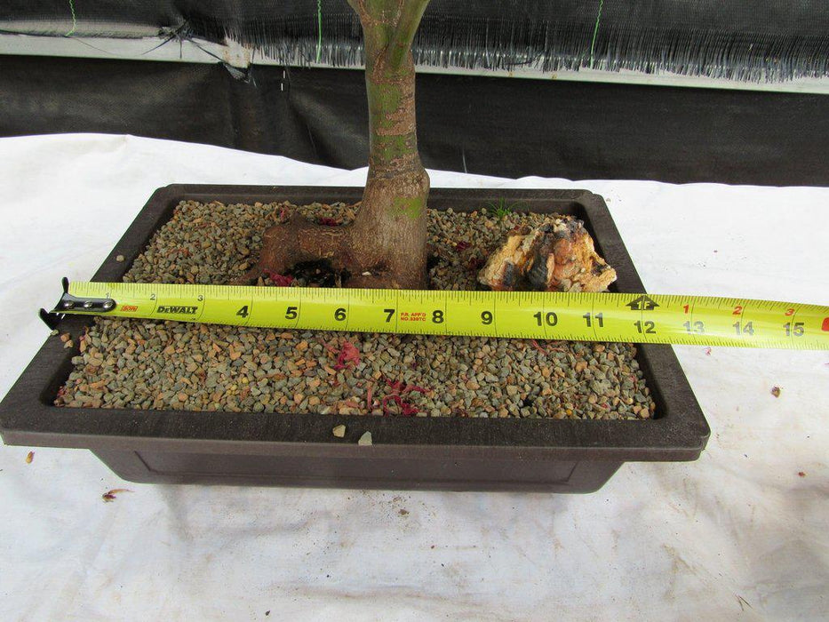 43 Year Old Rhode Island Red Japanese Maple Bonsai Tree Width