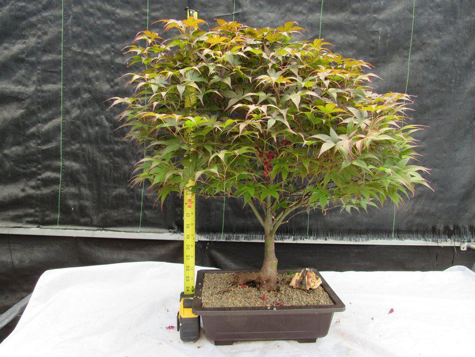 43 Year Old Rhode Island Red Japanese Maple Bonsai Tree Size
