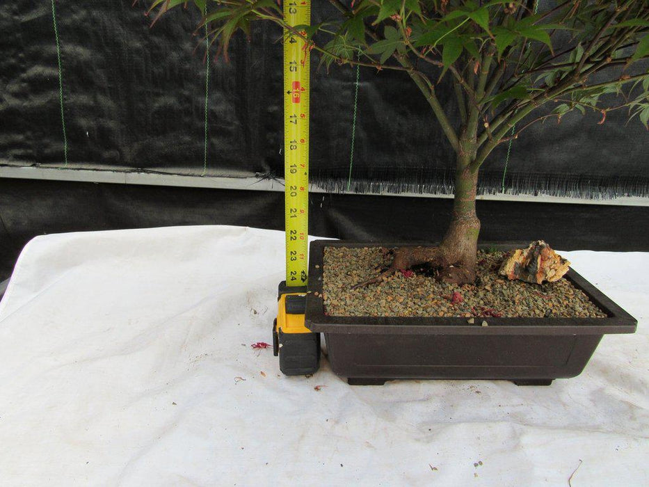 43 Year Old Rhode Island Red Japanese Maple Bonsai Tree Height