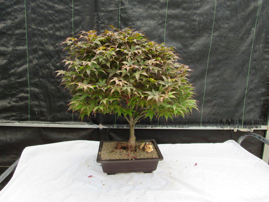 43 Year Old Rhode Island Red Japanese Maple Bonsai Tree Alt