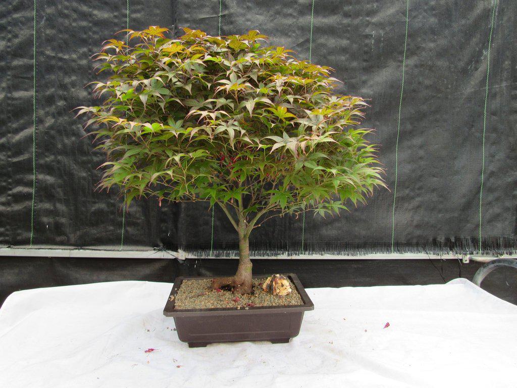 japanese bonsai tree for sale near me 43 Year Old Rhode Island Red Japanese Maple Bonsai Tree