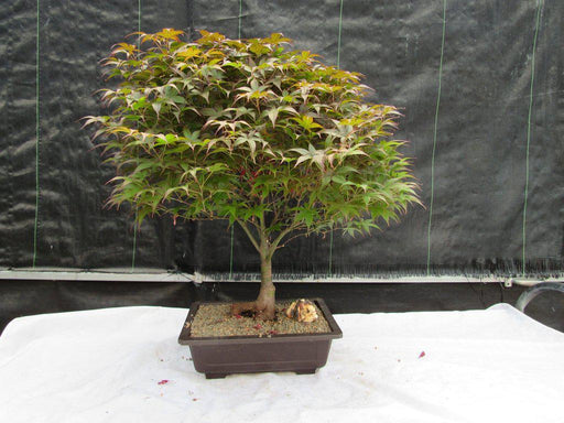 43 Year Old Rhode Island Red Japanese Maple Bonsai Tree