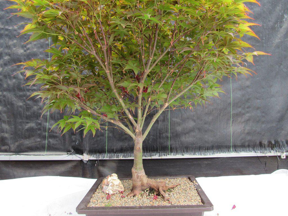 43 Year Old Rhode Island Red Japanese Maple Bonsai Tree Profile