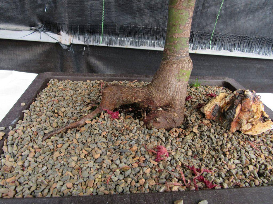 43 Year Old Rhode Island Red Japanese Maple Bonsai Tree Root