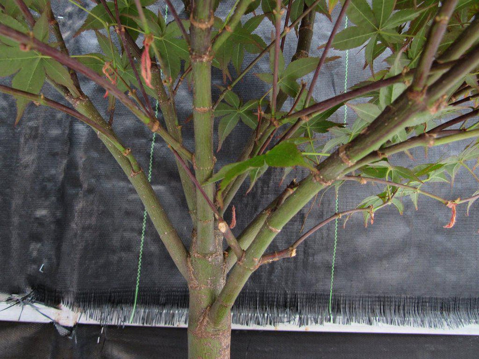 43 Year Old Rhode Island Red Japanese Maple Bonsai Tree Branches