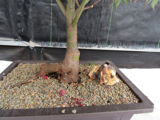 bonsai tree rhode island 43 Year Old Rhode Island Red Japanese Maple Bonsai Tree