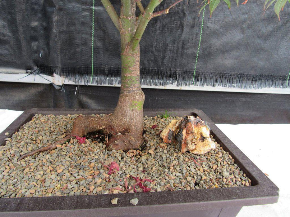 43 Year Old Rhode Island Red Japanese Maple Bonsai Tree Trunk