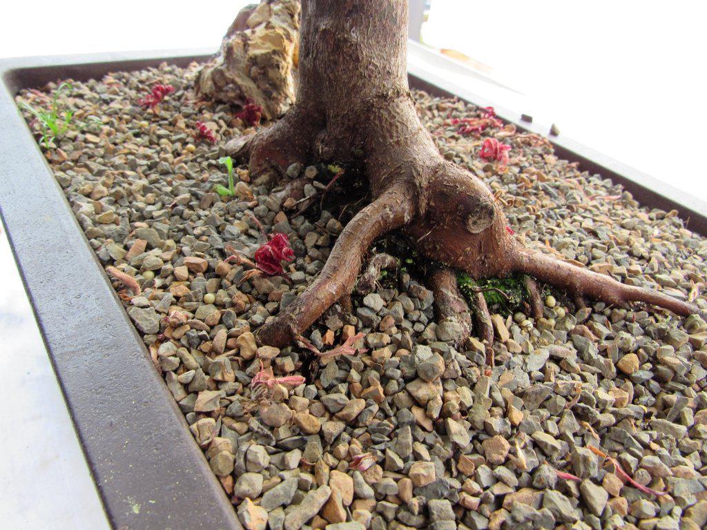 43 Year Old Rhode Island Red Japanese Maple Bonsai Tree Back