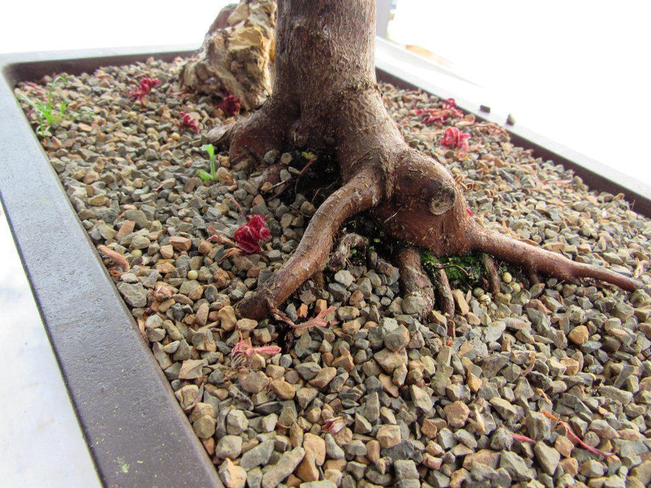 43 Year Old Rhode Island Red Japanese Maple Bonsai Tree Back