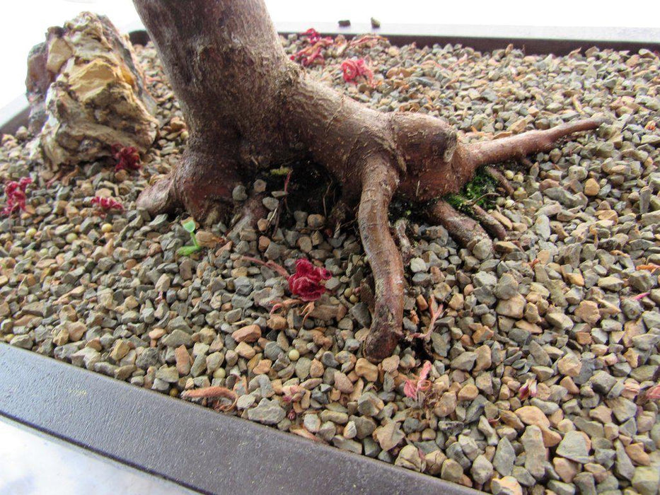 43 Year Old Rhode Island Red Japanese Maple Bonsai Tree Soil Back