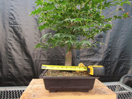 bushy bonsai tree 44 Year Old Golden Prosperity Japanese Maple Specimen Bonsai Tree