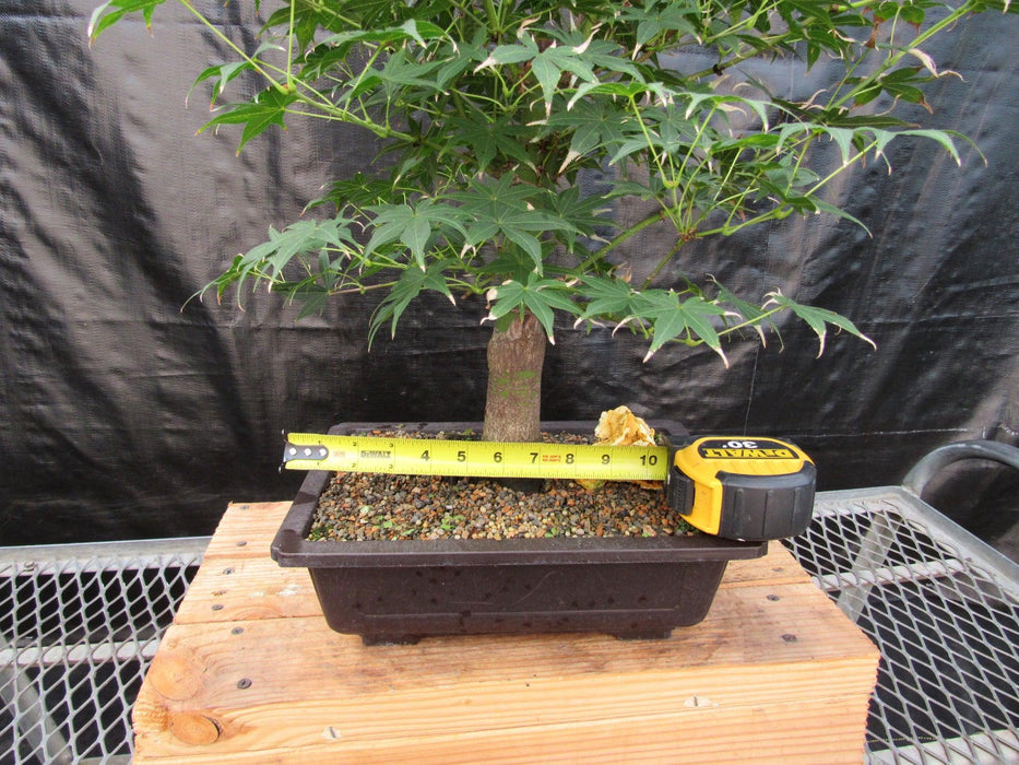 44 Year Old Golden Prosperity Japanese Maple Specimen Bonsai Tree Size