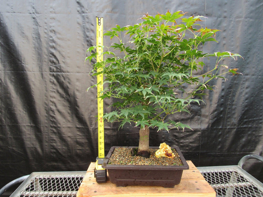 44 Year Old Golden Prosperity Japanese Maple Specimen Bonsai Tree Tall
