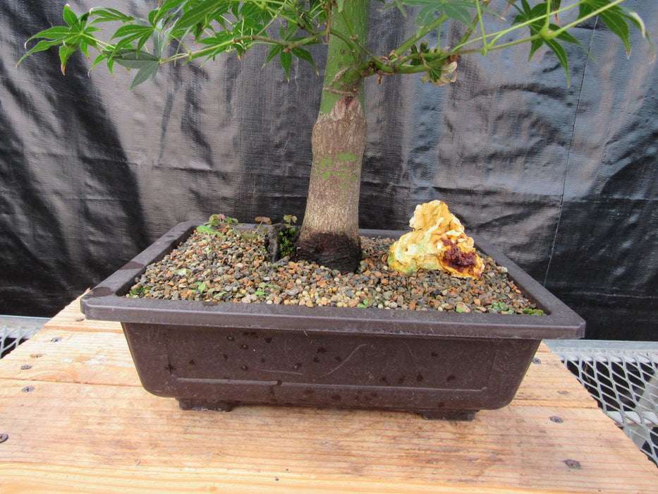 44 Year Old Golden Prosperity Japanese Maple Specimen Bonsai Tree Trunk