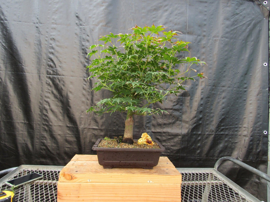 44 Year Old Golden Prosperity Japanese Maple Specimen Bonsai Tree Profile