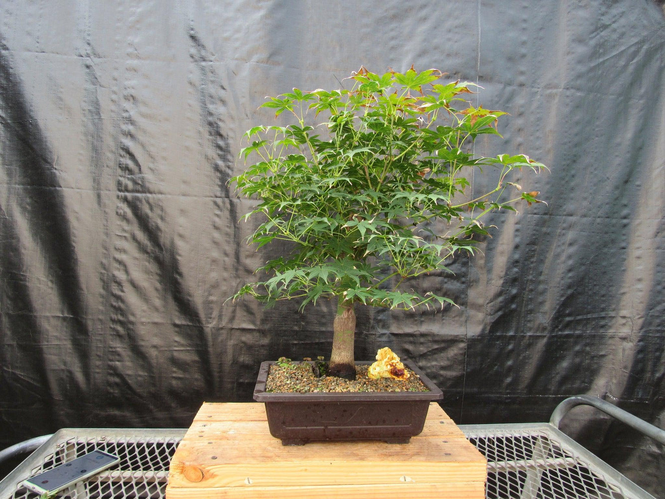 ghost blue maple tree bonsai 44 Year Old Golden Prosperity Japanese Maple Specimen Bonsai Tree