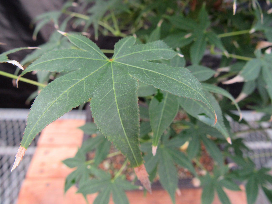 44 Year Old Golden Prosperity Japanese Maple Specimen Bonsai Tree Leaf