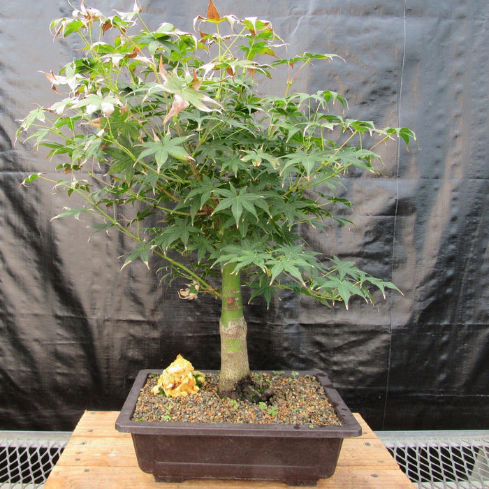44 Year Old Golden Prosperity Japanese Maple Specimen Bonsai Tree Back