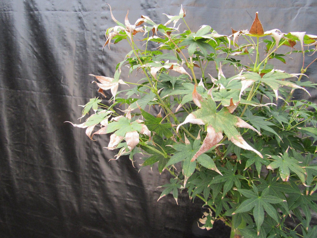 44 Year Old Golden Prosperity Japanese Maple Specimen Bonsai Tree Fall Foliage Begins