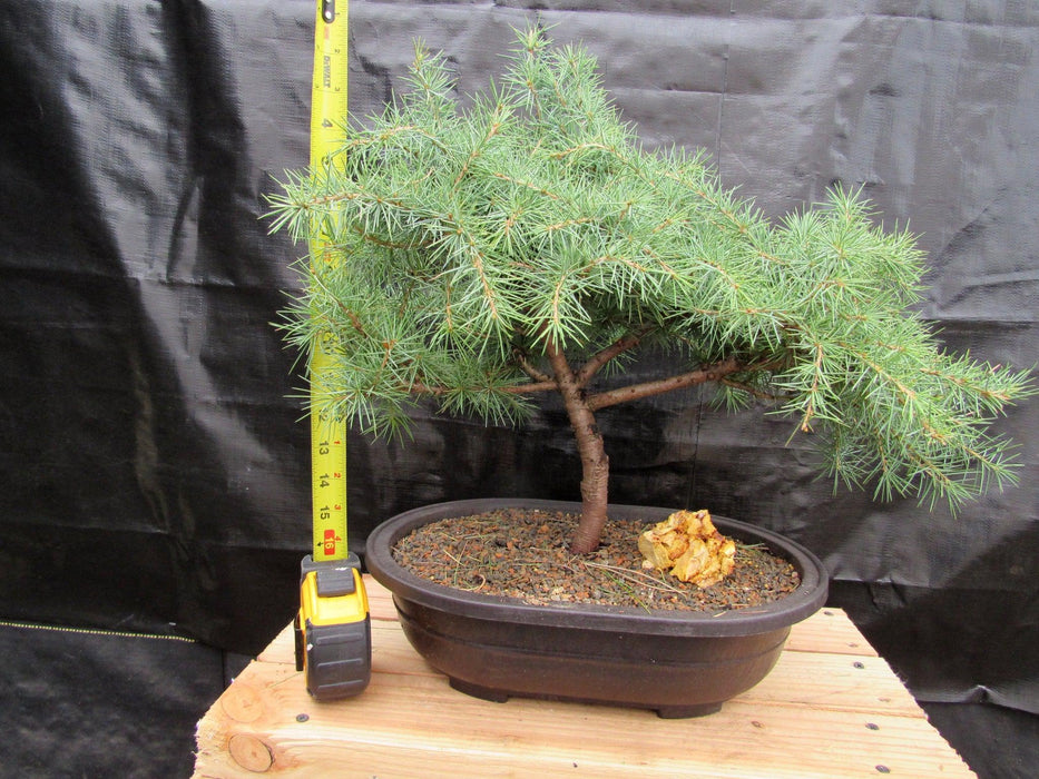 44 Year Old Himalayan Cedar Informal Upright Specimen Bonsai Tree Size
