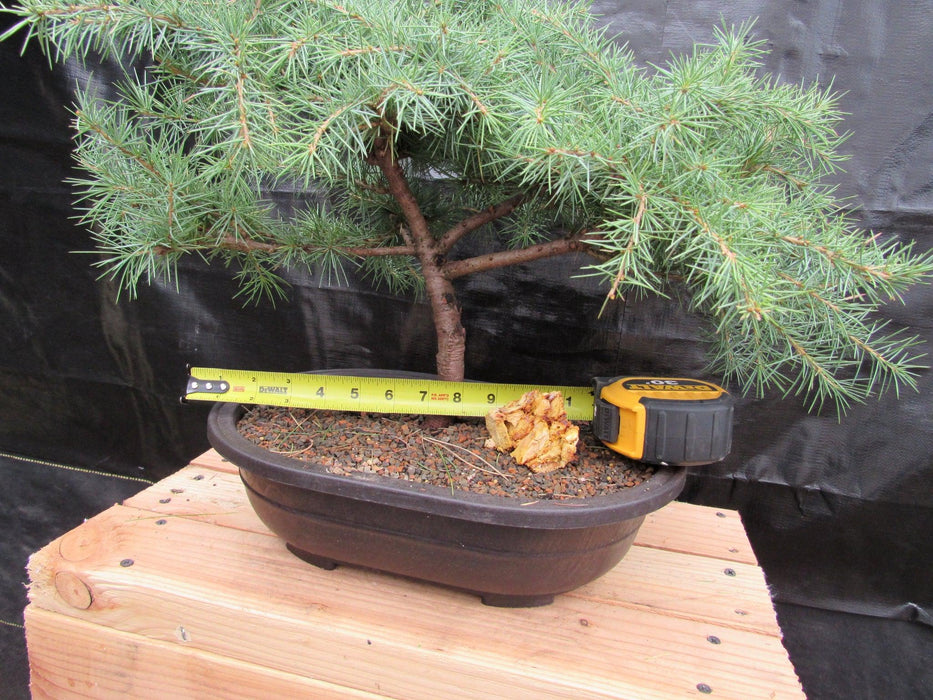 44 Year Old Himalayan Cedar Informal Upright Specimen Bonsai Tree Width
