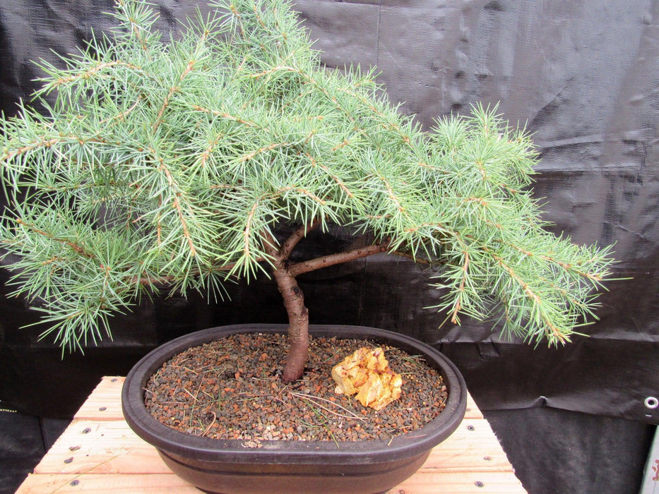 44 Year Old Himalayan Cedar Informal Upright Specimen Bonsai Tree Profile