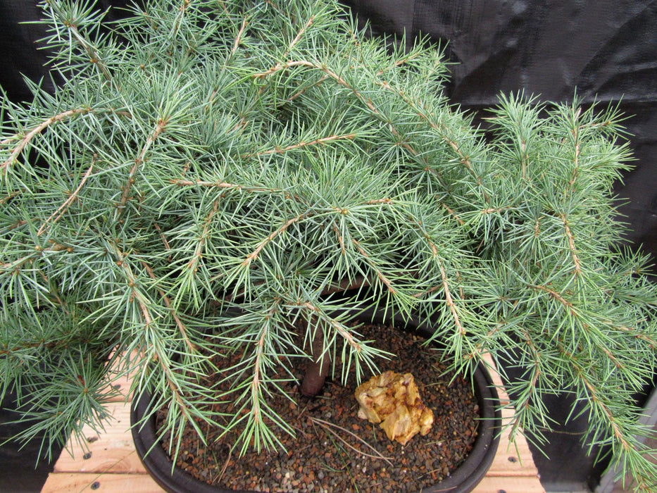 44 Year Old Himalayan Cedar Informal Upright Specimen Bonsai Tree Canopy