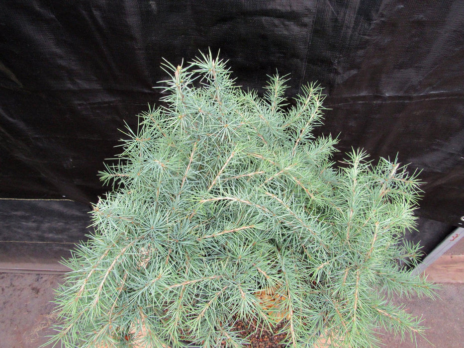 himalayan cedar bonsai tree 44 Year Old Himalayan Cedar Informal Upright Specimen Bonsai Tree