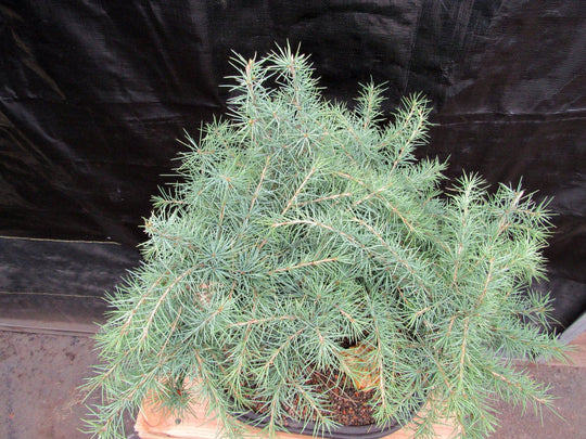 himalayan house plant 44 Year Old Himalayan Cedar Informal Upright Specimen Bonsai Tree