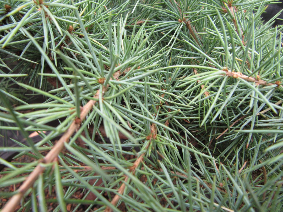 44 Year Old Himalayan Cedar Informal Upright Specimen Bonsai Tree Foliage