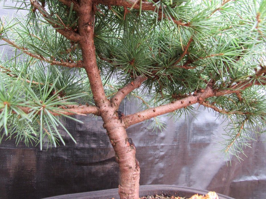 44 Year Old Himalayan Cedar Informal Upright Specimen Bonsai Tree Branches