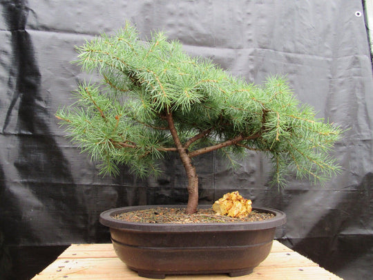 informal upright bonsai tree 44 Year Old Himalayan Cedar Informal Upright Specimen Bonsai Tree