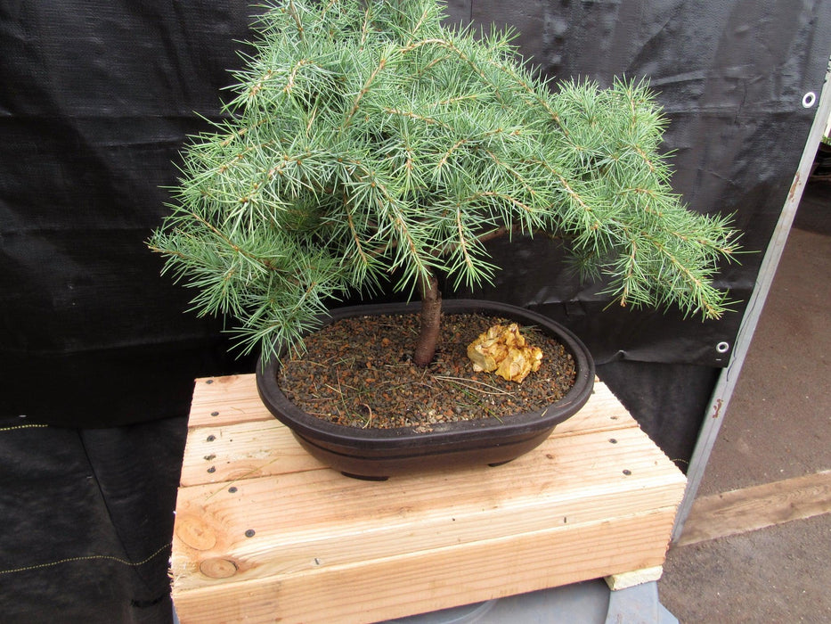 44 Year Old Himalayan Cedar Informal Upright Specimen Bonsai Tree Side