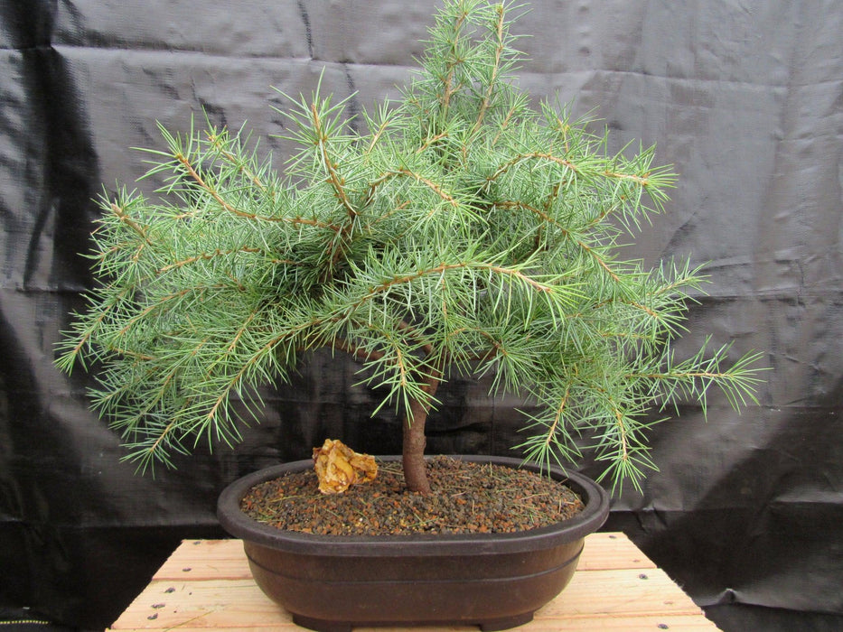 44 Year Old Himalayan Cedar Informal Upright Specimen Bonsai Tree Back