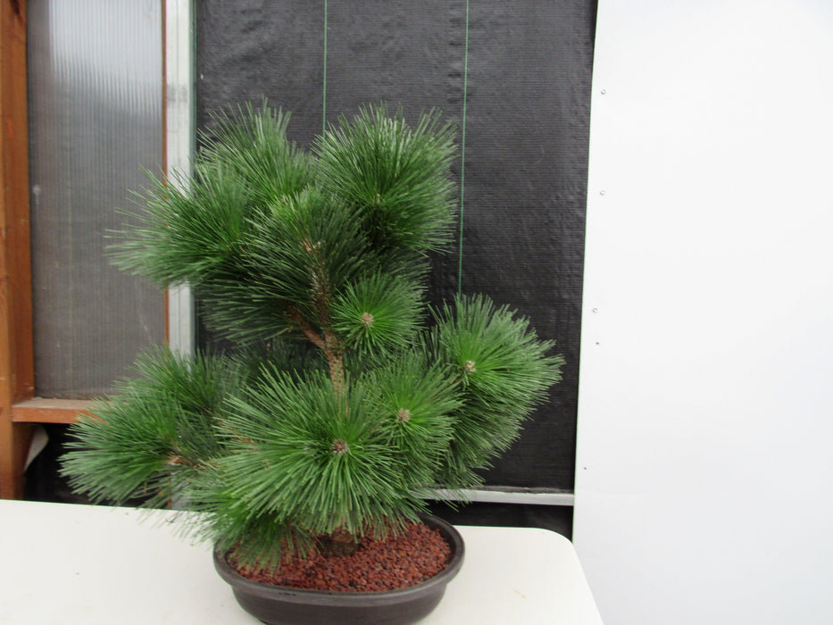 44 Year Old Japanese Black Pine Specimen Bonsai Tree Side