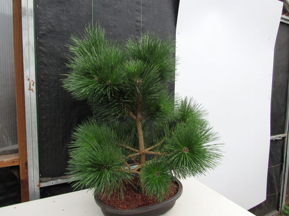 44 Year Old Japanese Black Pine Specimen Bonsai Tree Soft Side