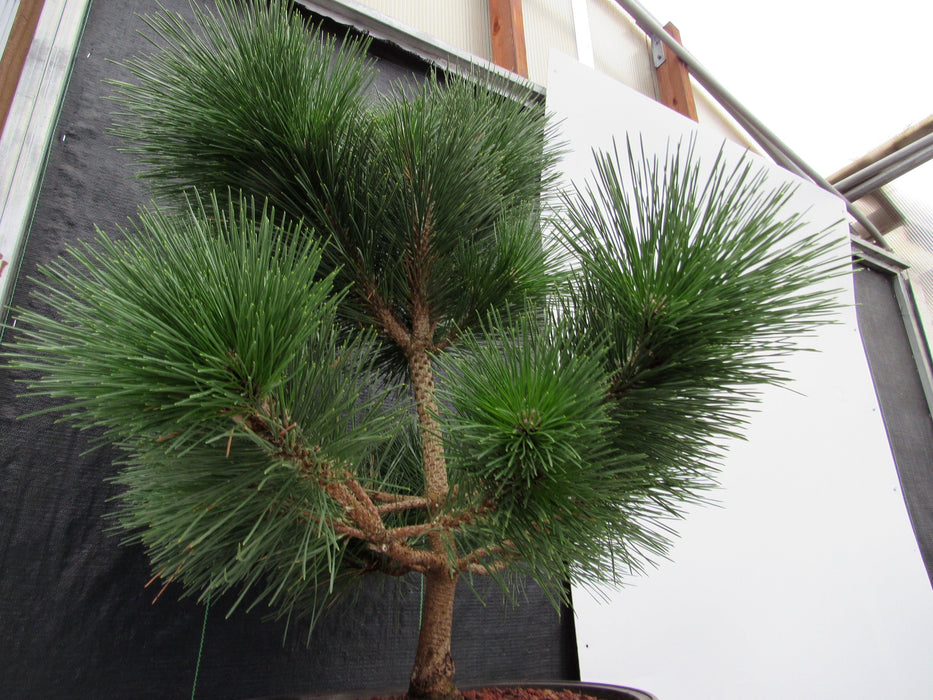 44 Year Old Japanese Black Pine Specimen Bonsai Tree Upwards