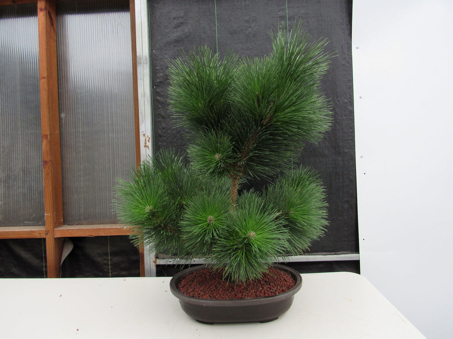 44 Year Old Japanese Black Pine Specimen Bonsai Tree Back