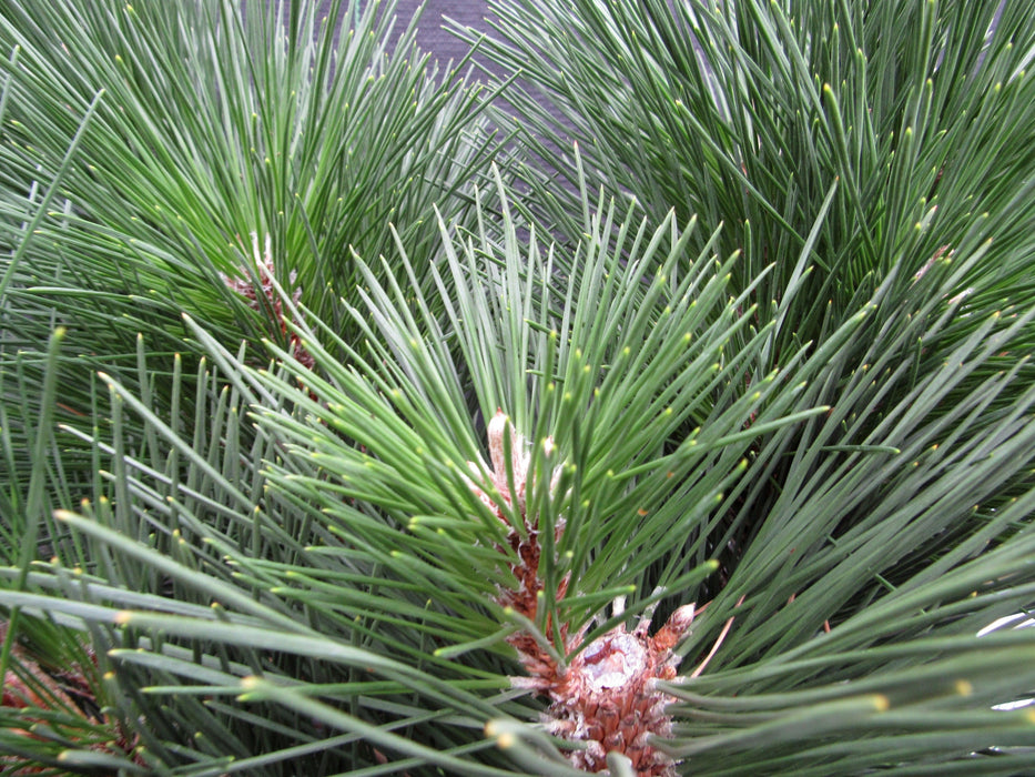 44 Year Old Japanese Black Pine Specimen Bonsai Tree New Growth