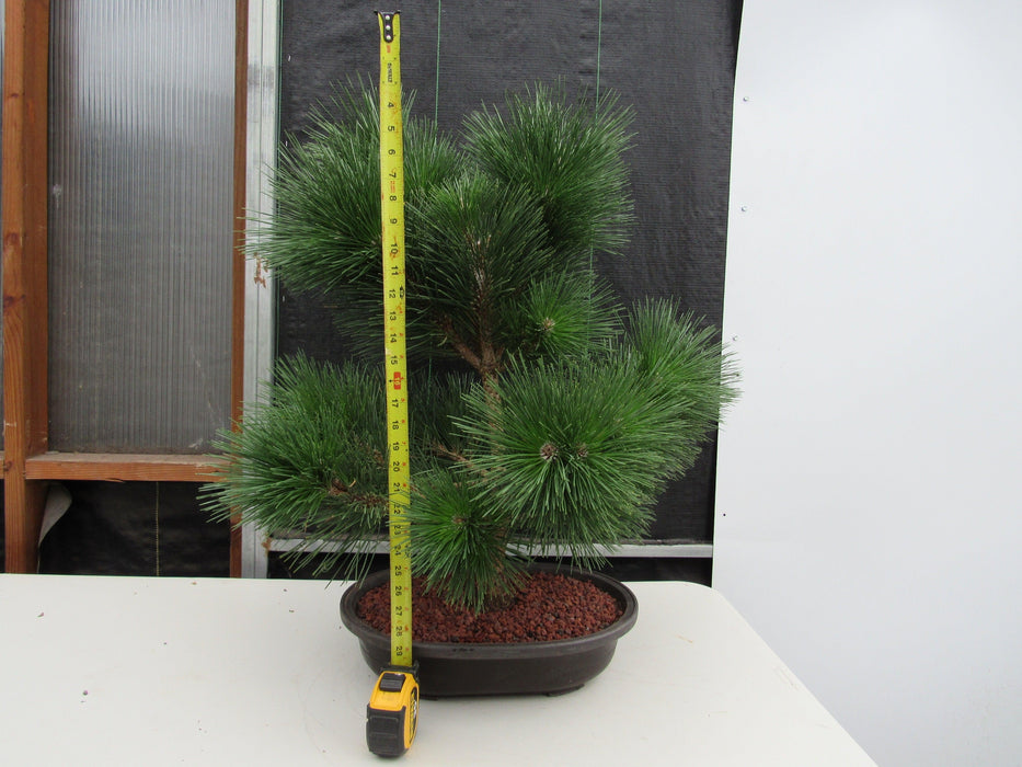 44 Year Old Japanese Black Pine Specimen Bonsai Tree Height