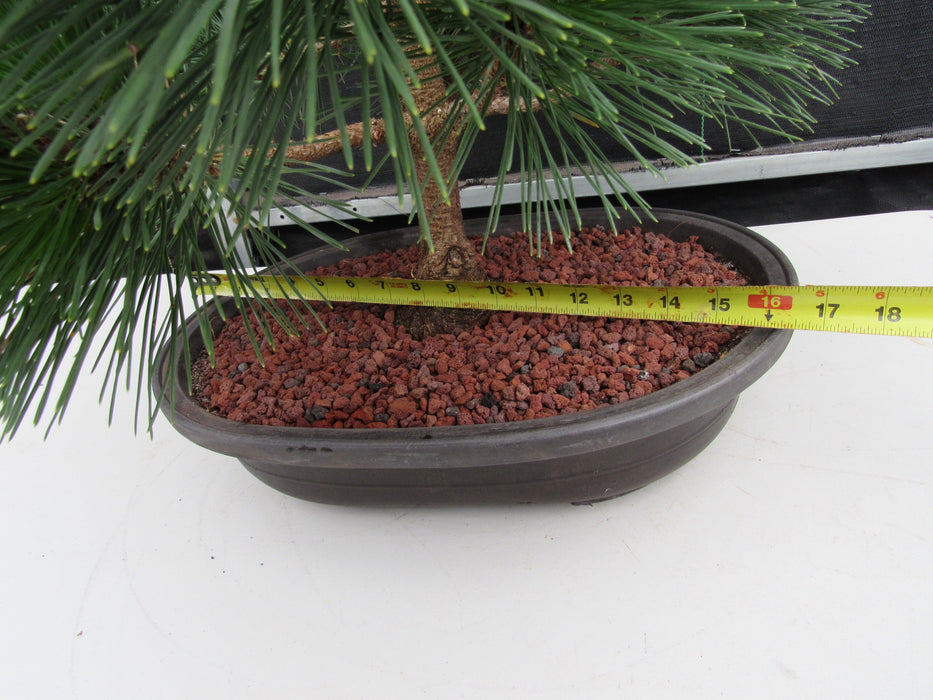 44 Year Old Japanese Black Pine Specimen Bonsai Tree Size