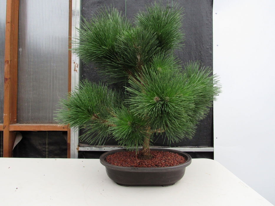 44 Year Old Japanese Black Pine Specimen Bonsai Tree Profile