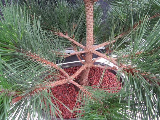 44 Year Old Japanese Black Pine Specimen Bonsai Tree