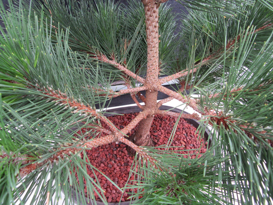 44 Year Old Japanese Black Pine Specimen Bonsai Tree Branches