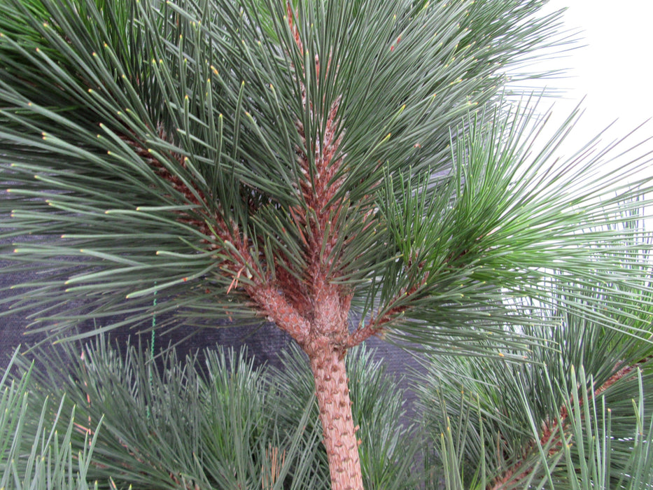 44 Year Old Japanese Black Pine Specimen Bonsai Tree Trunk