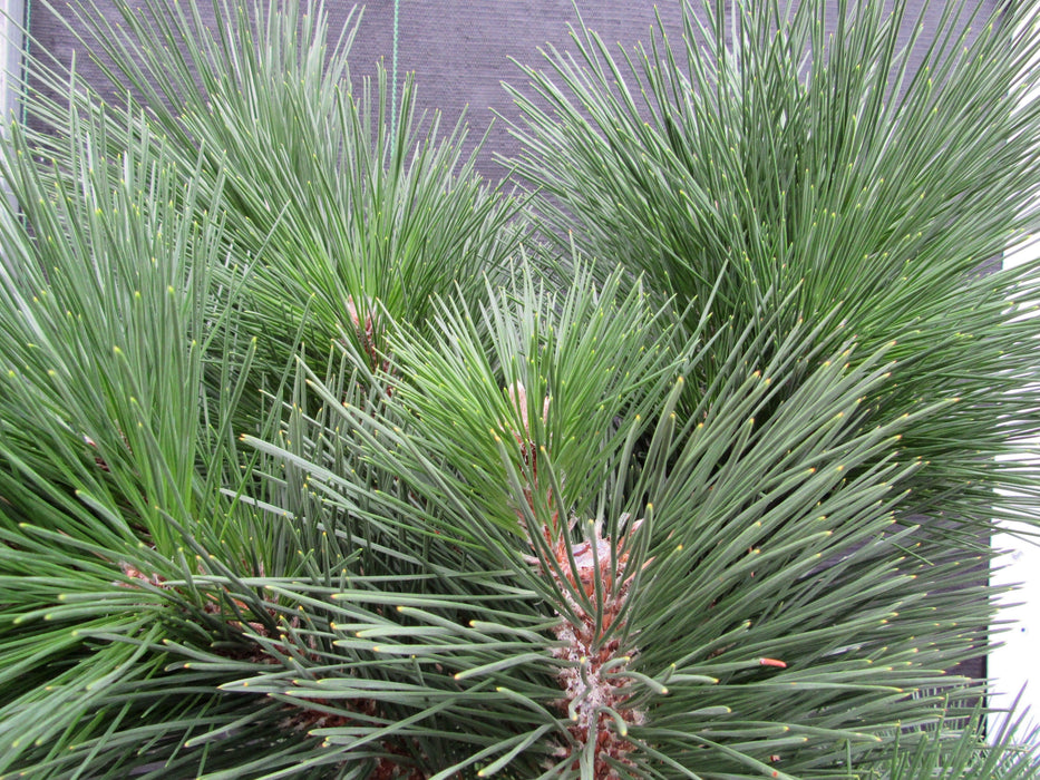 44 Year Old Japanese Black Pine Specimen Bonsai Tree Apex