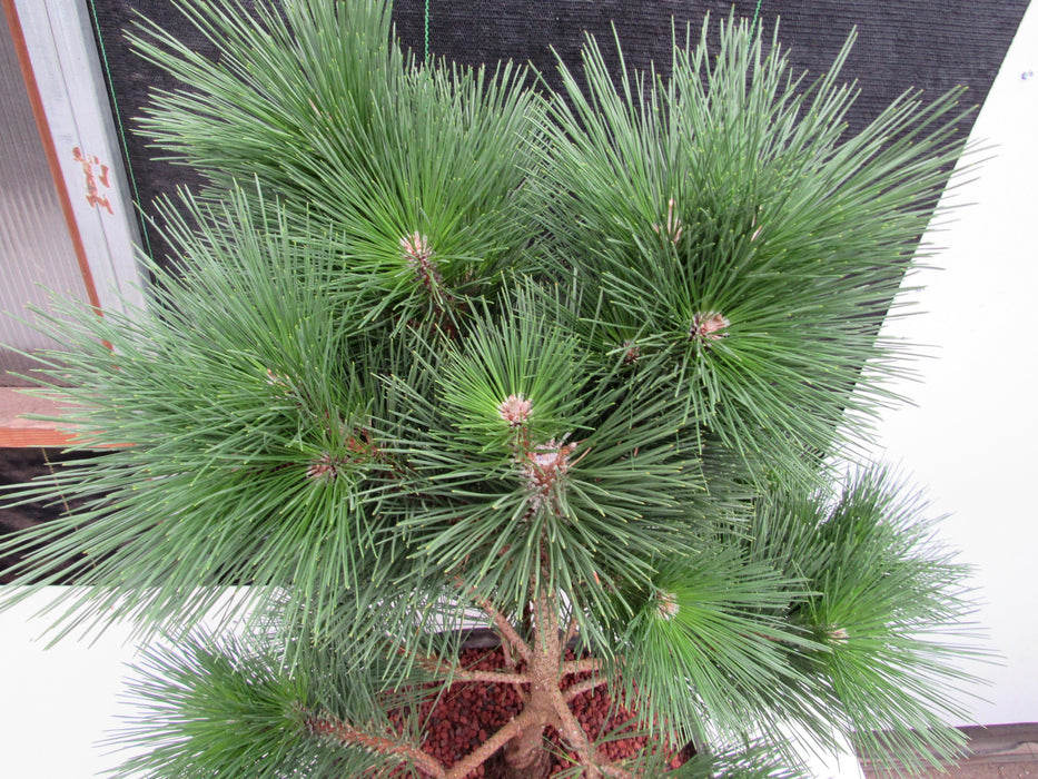 44 Year Old Japanese Black Pine Specimen Bonsai Tree Foliage