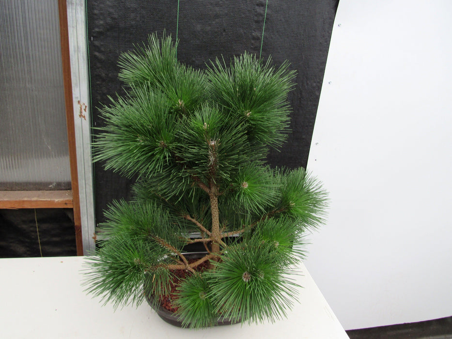 44 Year Old Japanese Black Pine Specimen Bonsai Tree Canopy