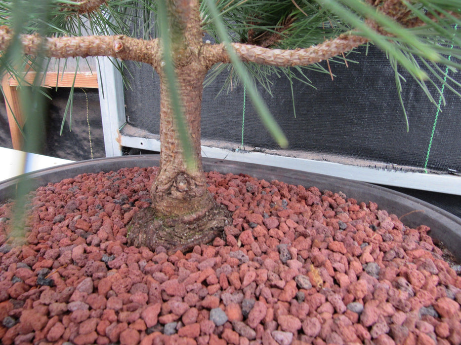 44 Year Old Japanese Black Pine Specimen Bonsai Tree Trunk Base