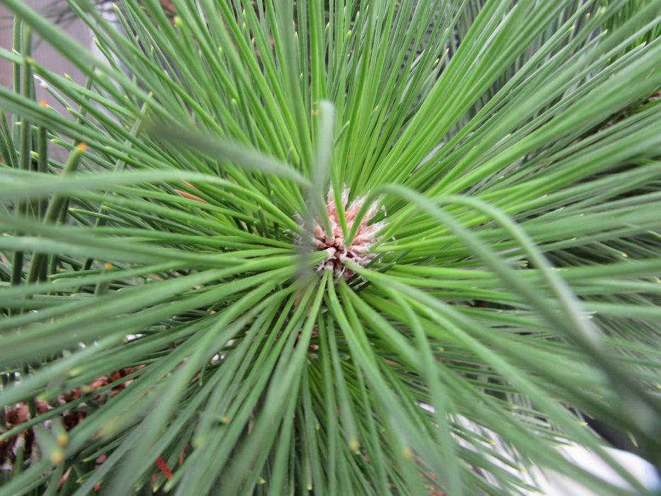 44 Year Old Japanese Black Pine Specimen Bonsai Tree Cone